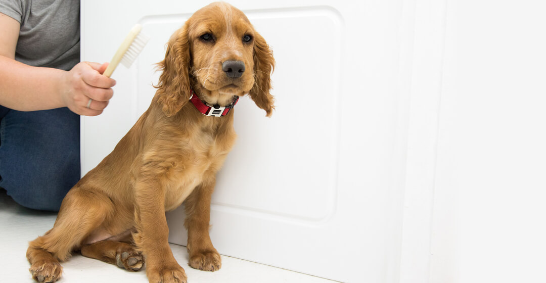 Can you groom a puppy discount